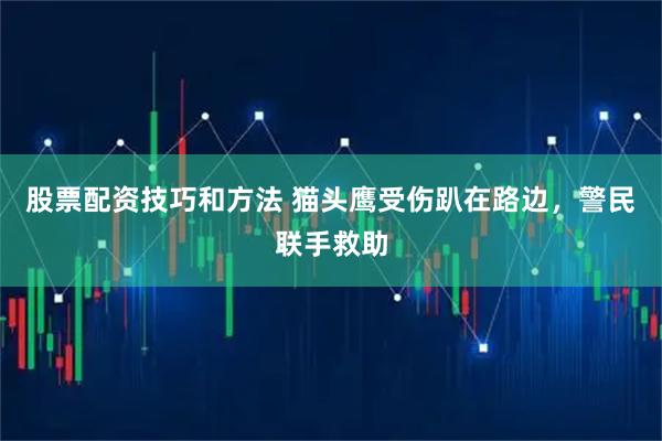 股票配资技巧和方法 猫头鹰受伤趴在路边，警民联手救助